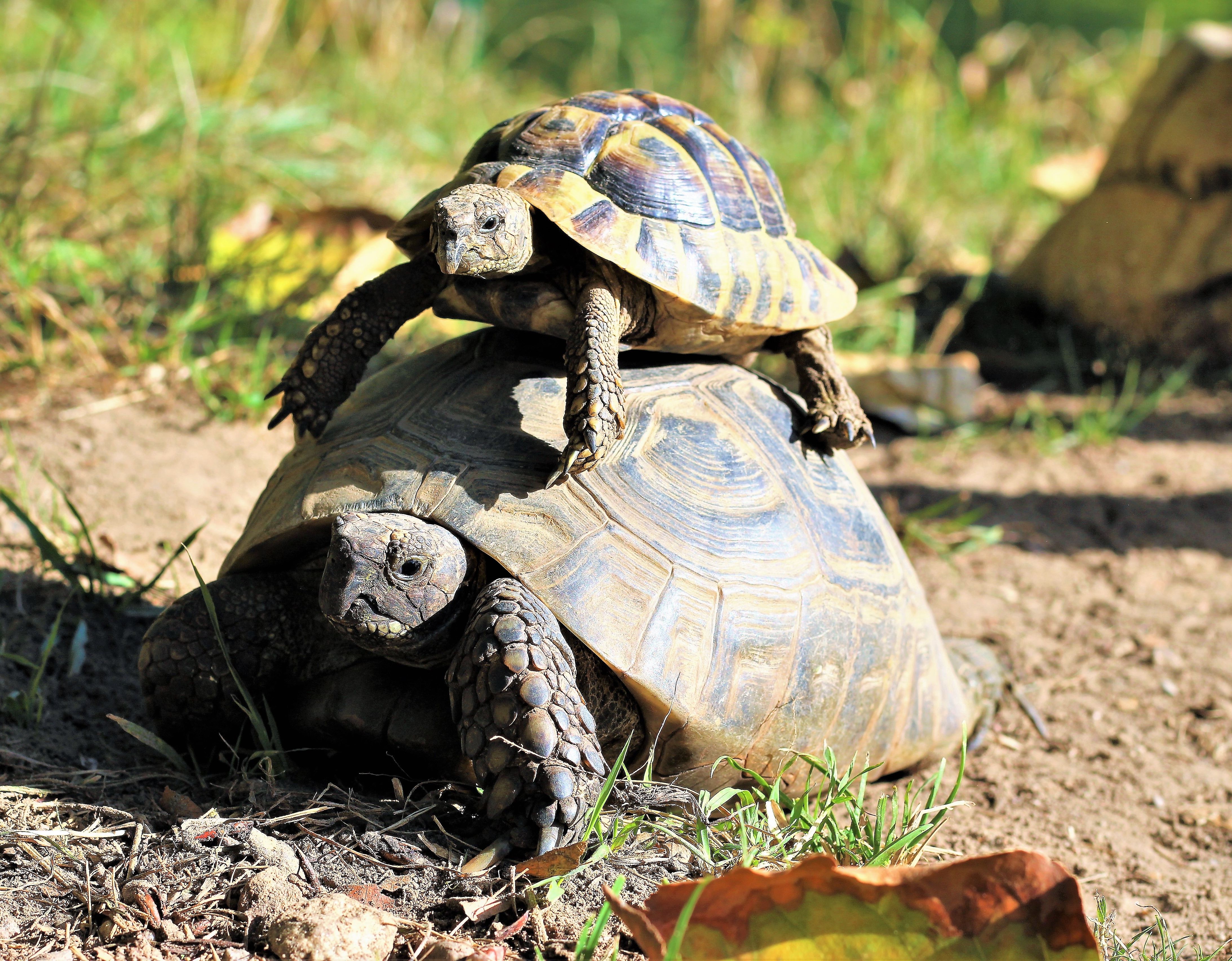 Eine kleine Landschildkröte liegt auf einer größeren Landschildkröte.
