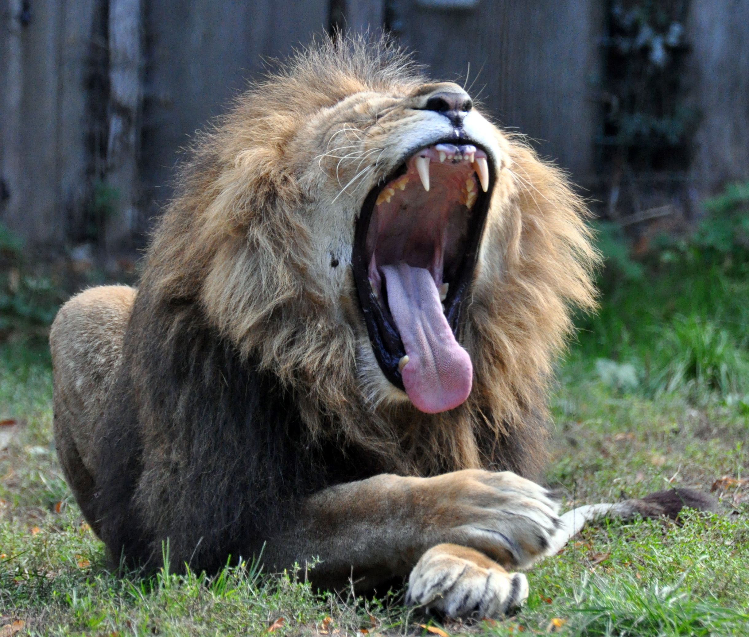 Ein Löwe liegt mit weit geöffnetem Maul auf einer Wiese.