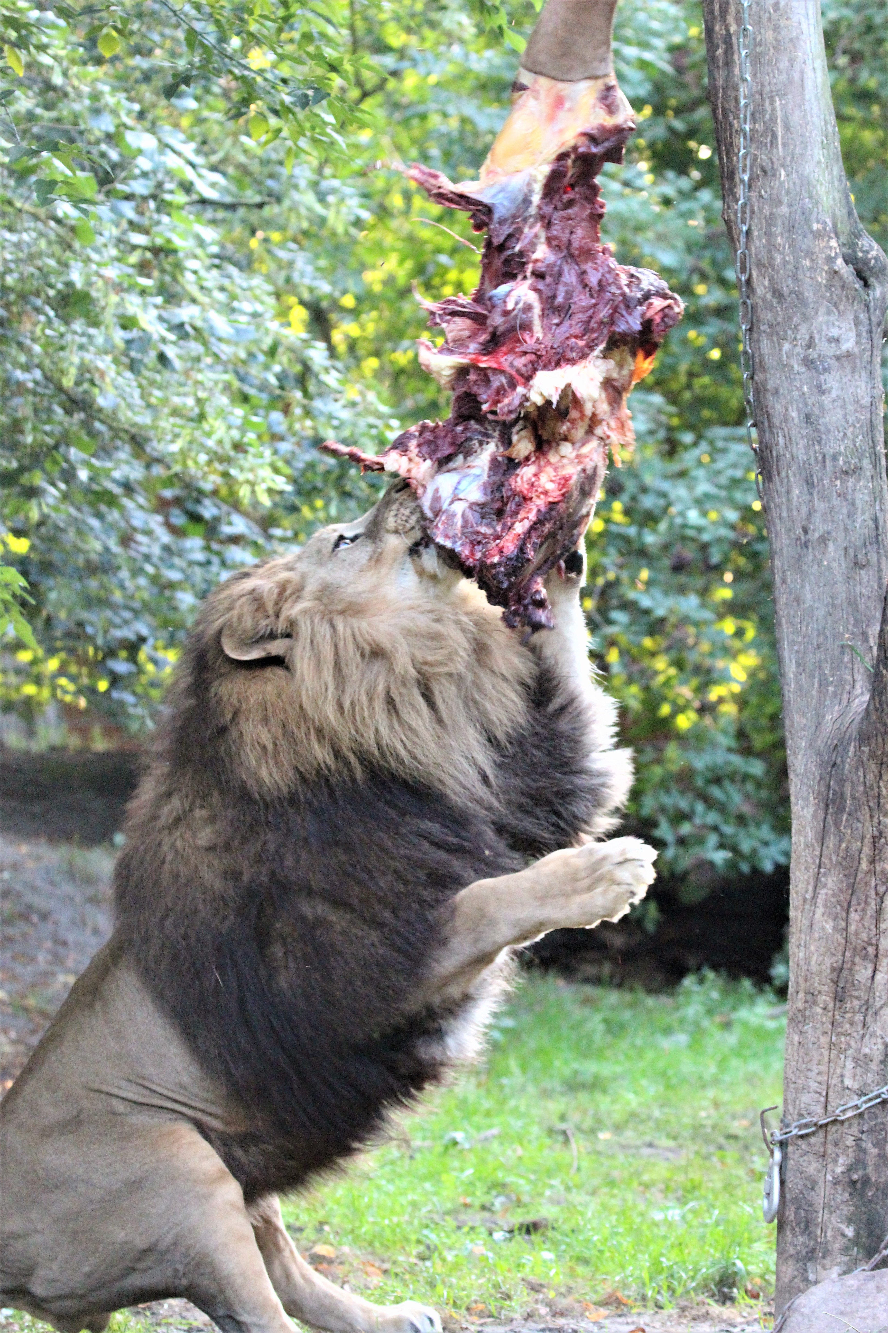 Der Löwe beißt sich an einem Stück Fleisch fest.