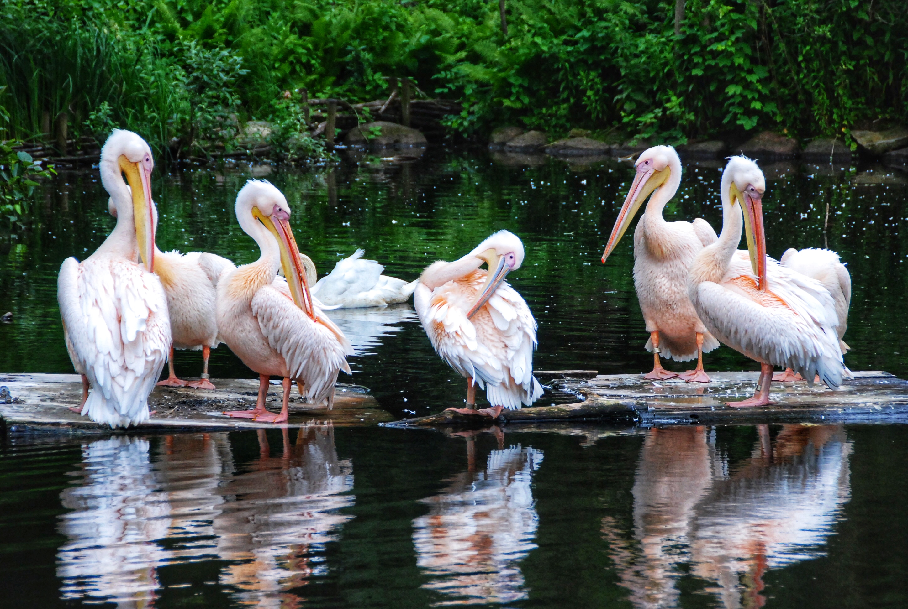 Mehrere Pelikane stehen auf Brettern in einem Teich.