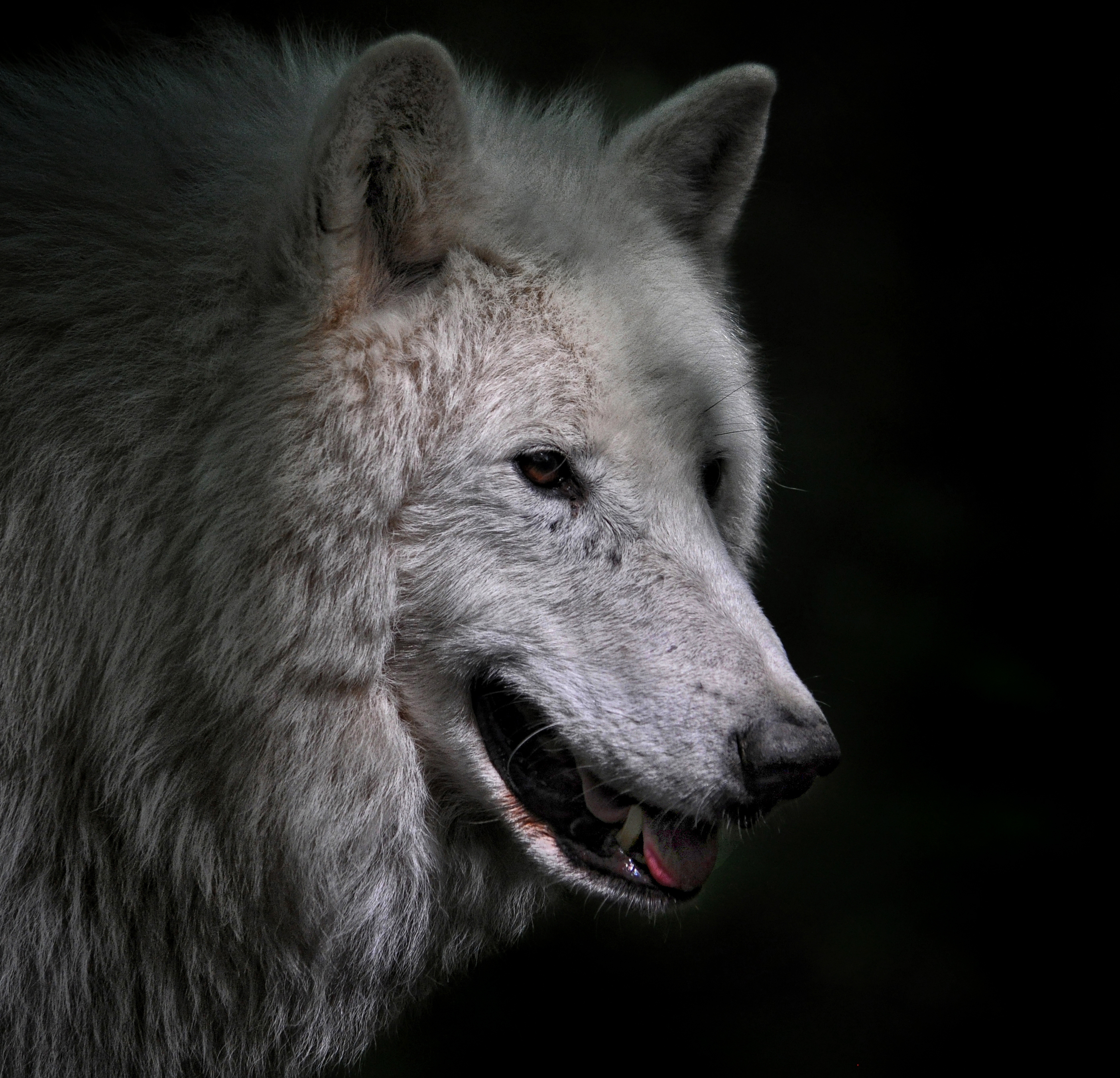 Eine Nahaufnahme eines Polarwolfes.