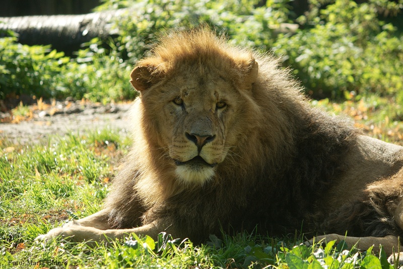 狮子, 摄影：玛丽娅•埃勒斯