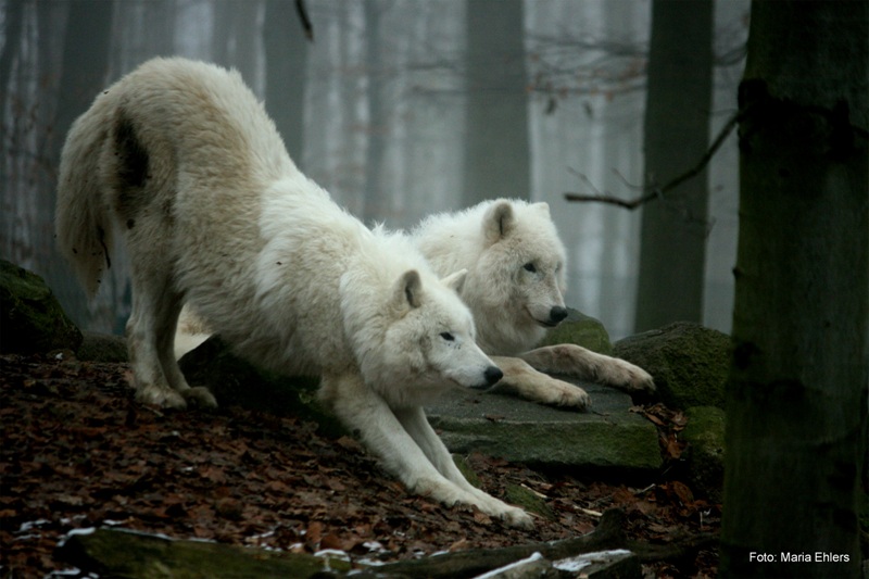 北极狼, 摄影：玛丽娅•埃勒斯