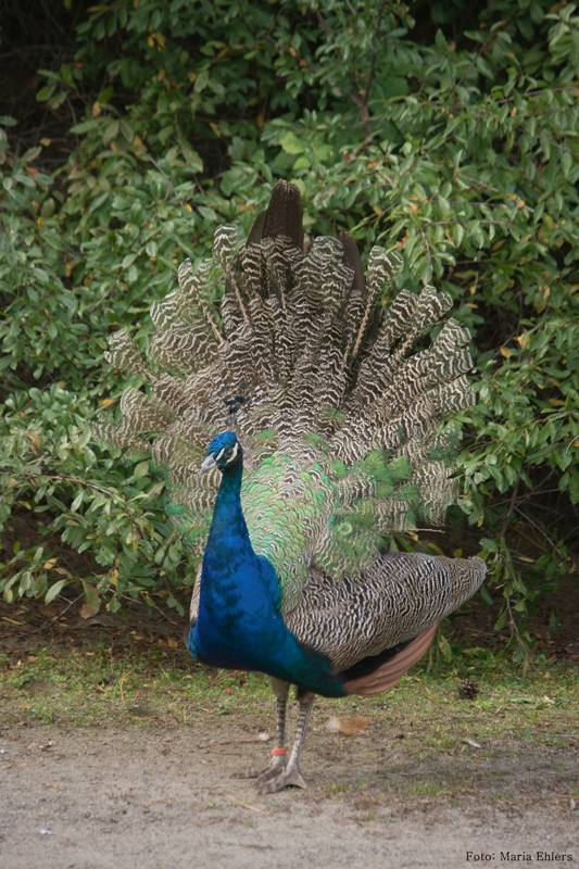 Peacock © Maria Ehlers