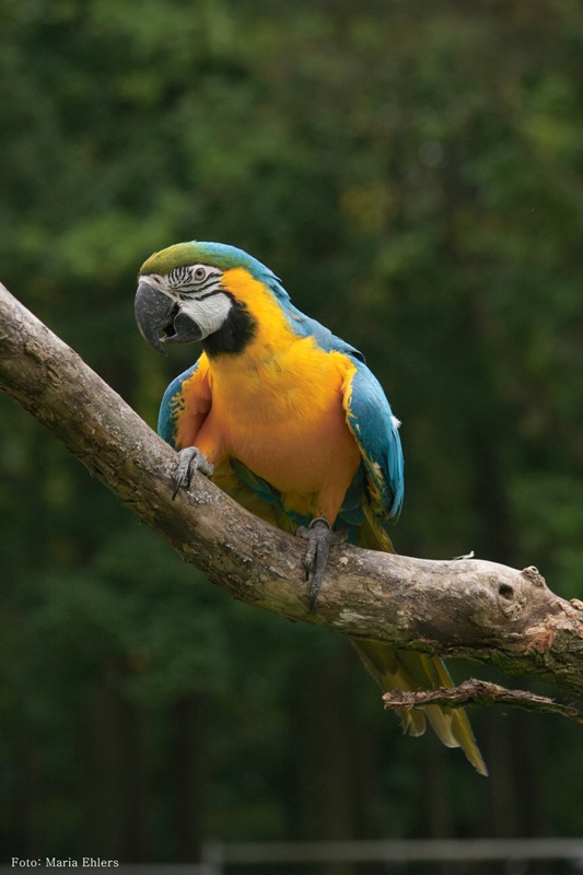 Сине-жёлтый ара, фотограф Мария Элерс