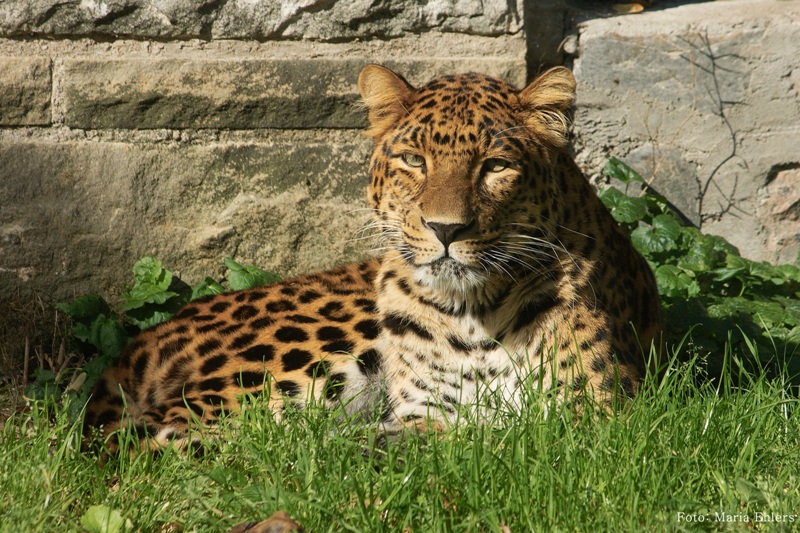 Kinesisk leopard, fotograf Maria Ehlers